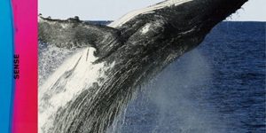 Mr.Children – SENSE